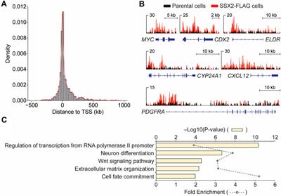 Combination of HDAC and FYN inhibitors in synovial sarcoma treatment